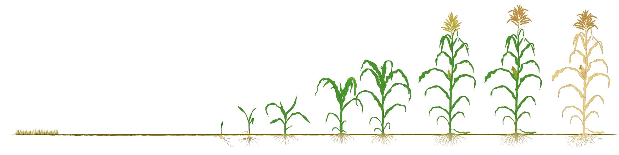 Etapas de crecimiento del cultivo de maíz